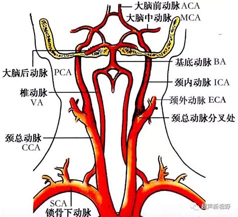 lymphadenopathy 醫學 中文